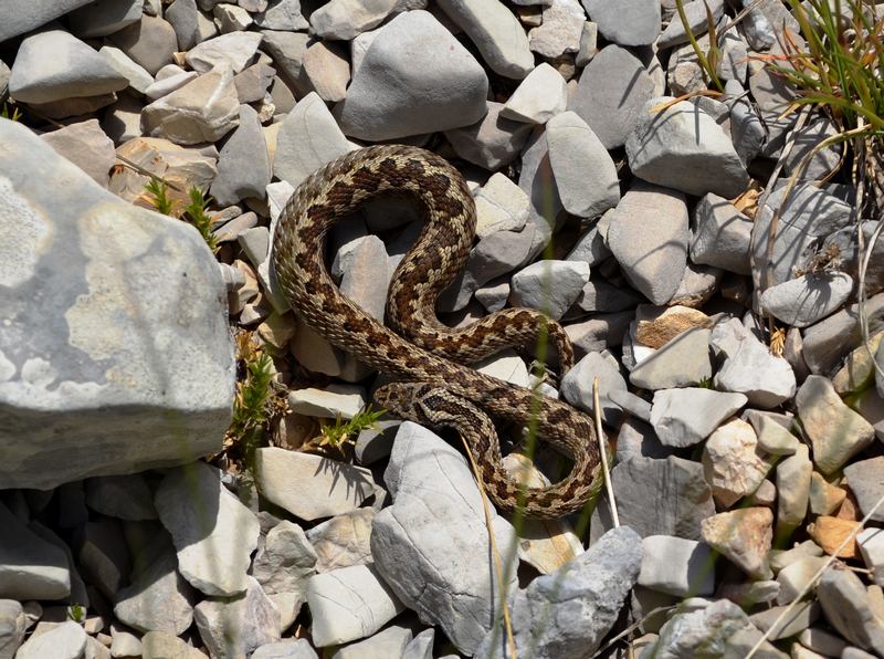 in alta quota nei miei Sibillini